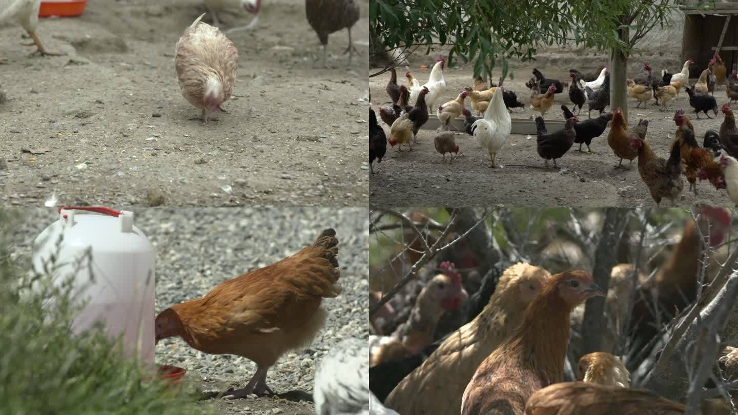 藏鸡养殖 鸡