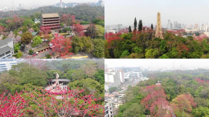 开满木棉花的越秀公园