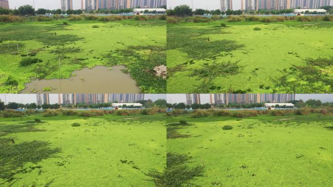 被入侵植物覆盖的城市湿地