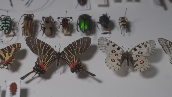 昆虫标本多种C0246