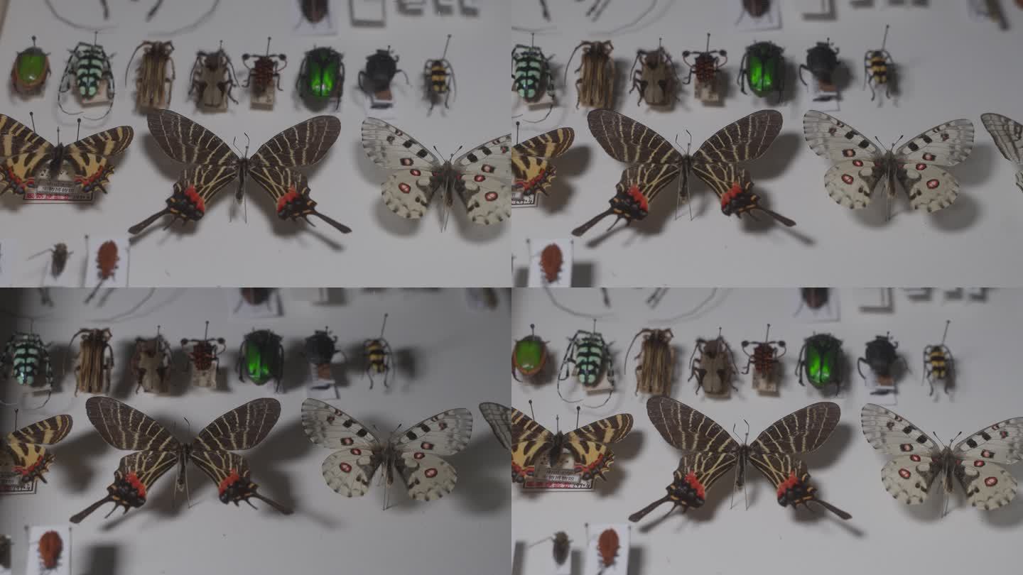昆虫标本多种C0246