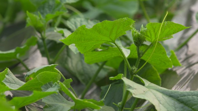 黄瓜 茄子 丝瓜 豆角 蔬菜大棚