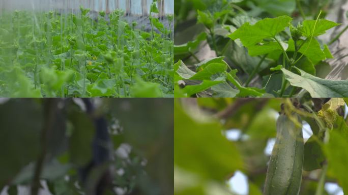 黄瓜 茄子 丝瓜 豆角 蔬菜大棚