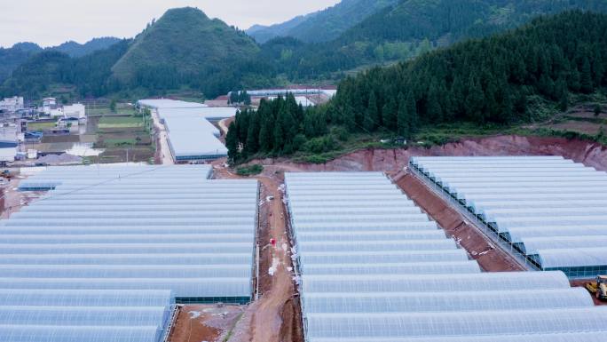 中医中药材产业种植基地 淫羊藿 温室大棚