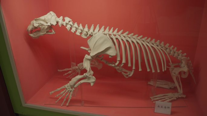 南美海狮骨头标本