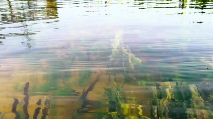 清澈湖面水草
