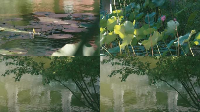 空镜 夏季 荷花 柳树 阳光 池塘