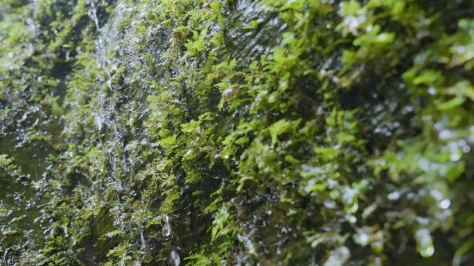 水青苔山泉水流水滴水风景森林自然大自然水