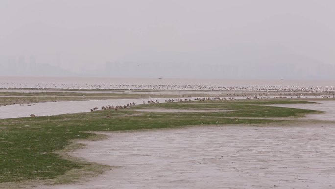 l1香港湿地公园滩涂鸟类鸟群2