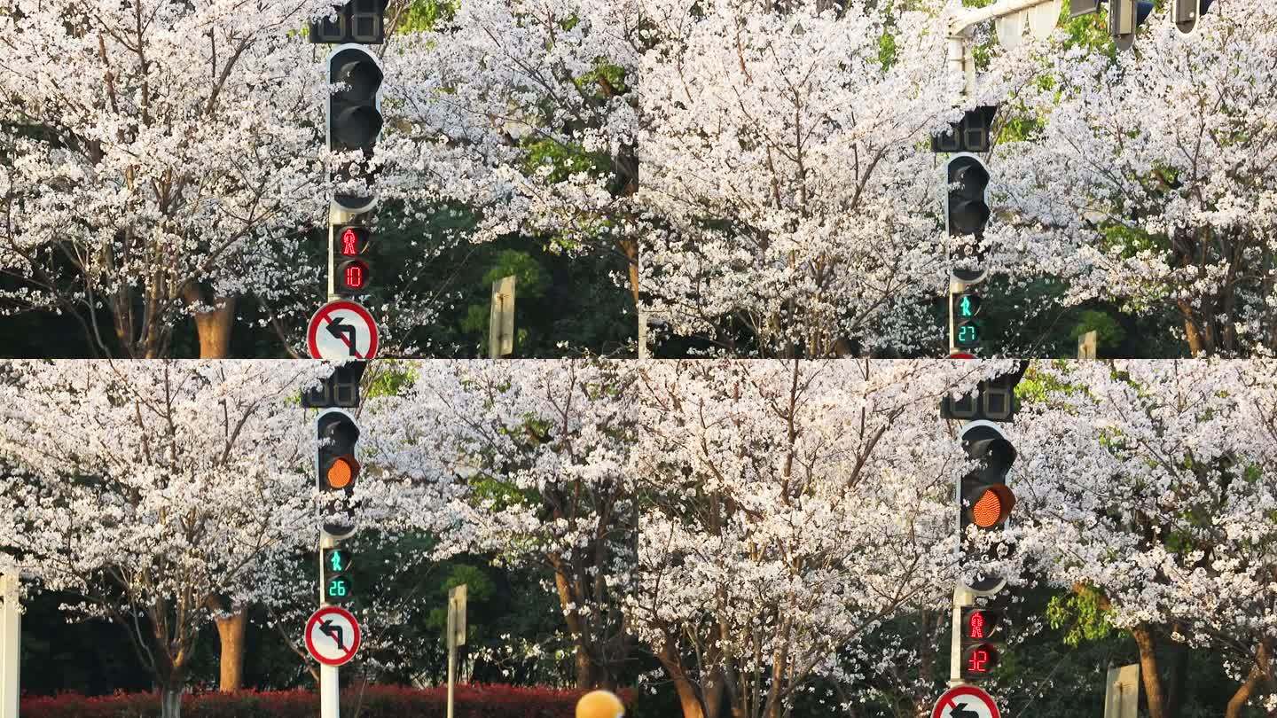 【原创实拍】樱花中的红绿灯
