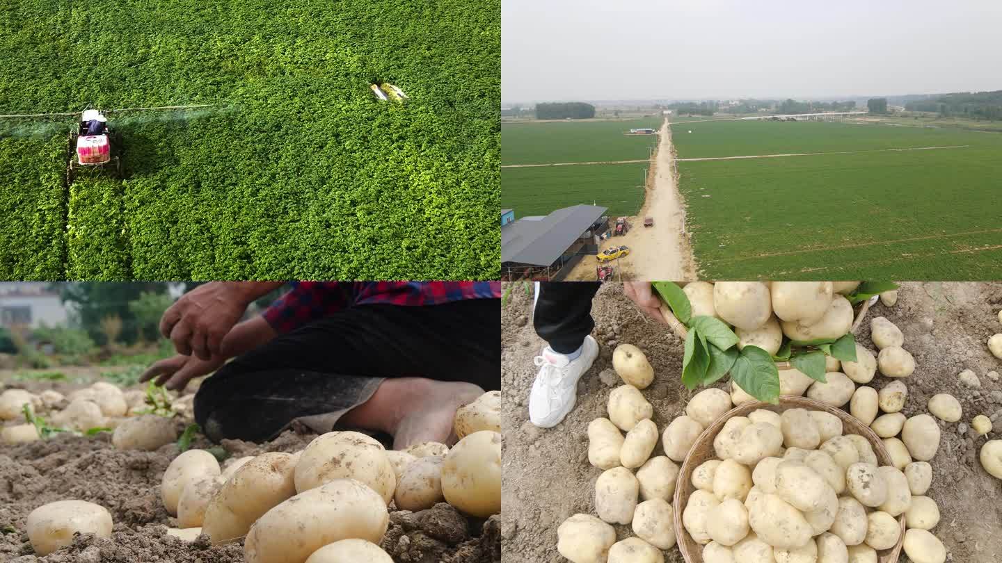 土豆收割农业