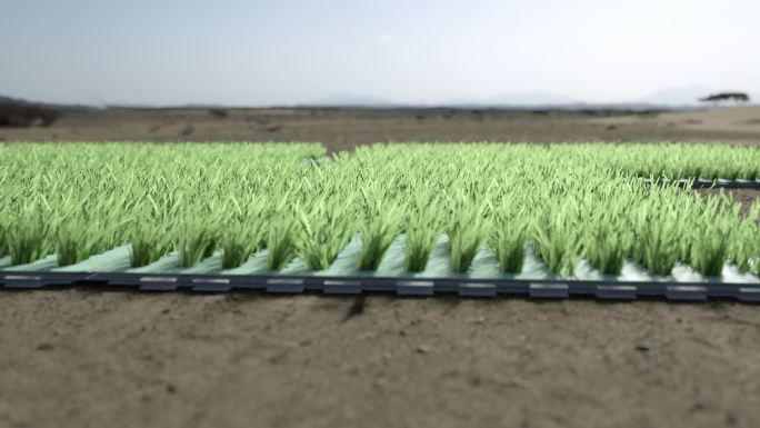 用固沙毯沙漠绿化生长动画