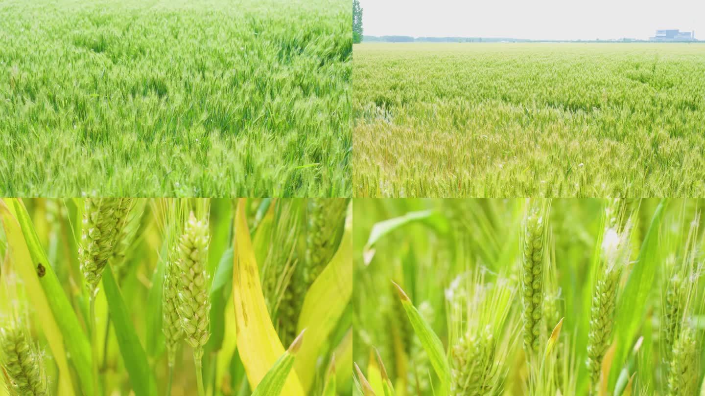 4K实拍 青青麦穗 小麦 青色小麦 成熟