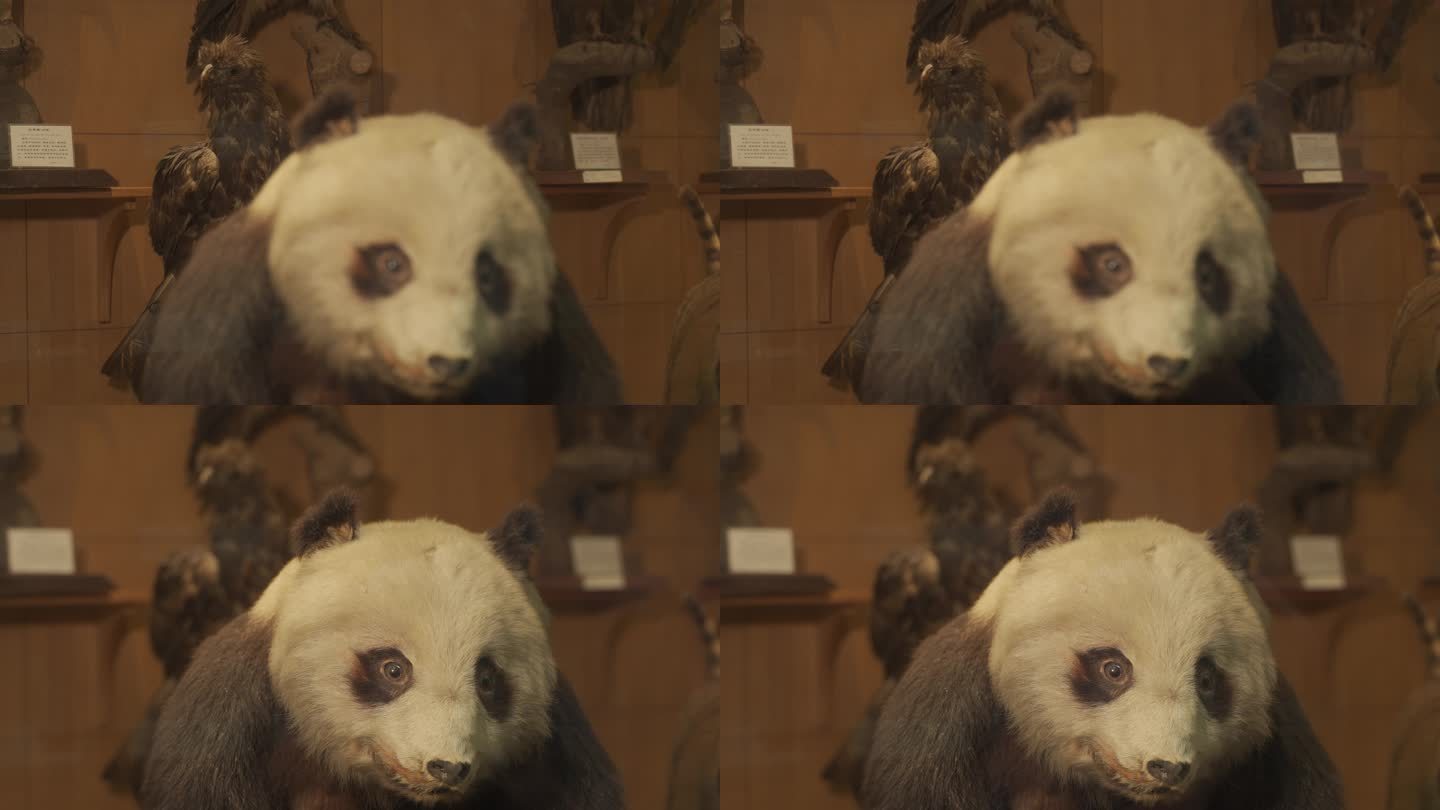 熊猫鹰标本