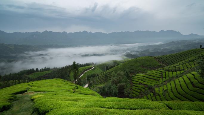 雨后茶山雨雾缭绕4K延时