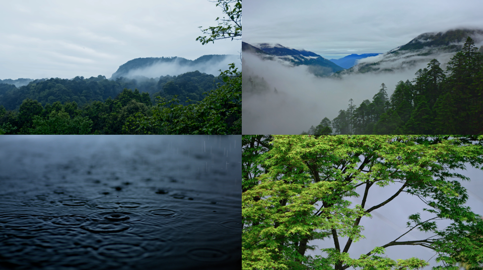 大自然森林下雨雨滴