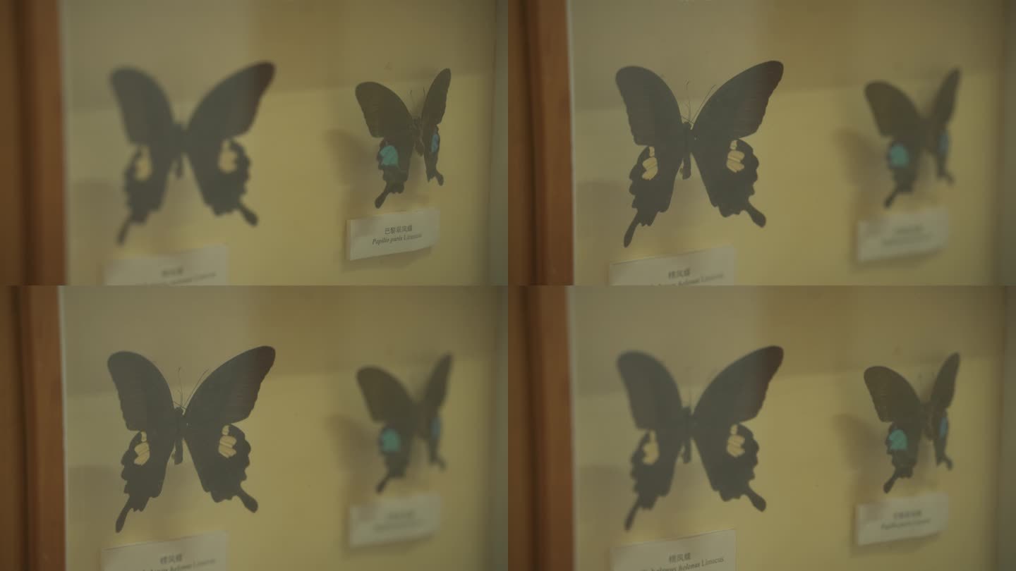 昆虫标本蝴蝶C0262