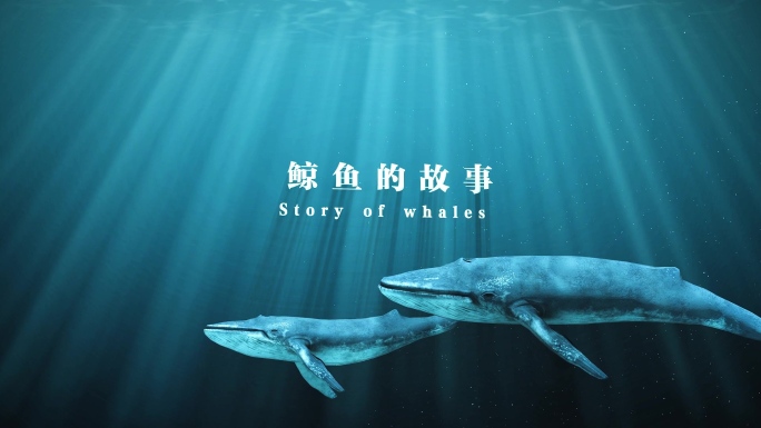 海洋生物鲸鱼