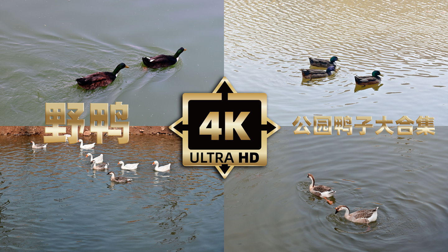 实拍4K湖中嬉戏觅食的野鸭精品合集