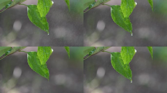 风雨中的树叶