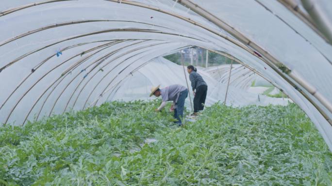 蔬菜大棚 西瓜大棚 生态农产品