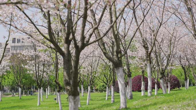 樱花林 樱花