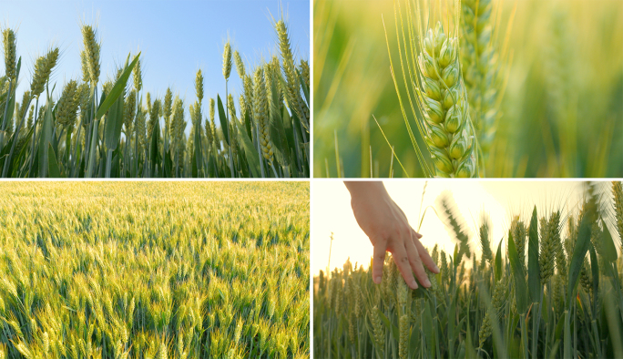 小麦麦穗麦田农业种植庄稼青麦生机勃勃实拍