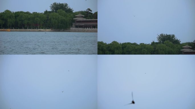 北京北海雨燕