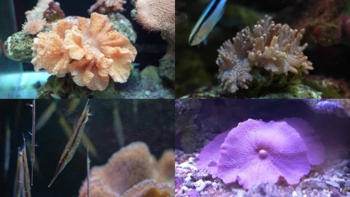 海洋世界 珊瑚海葵小丑鱼