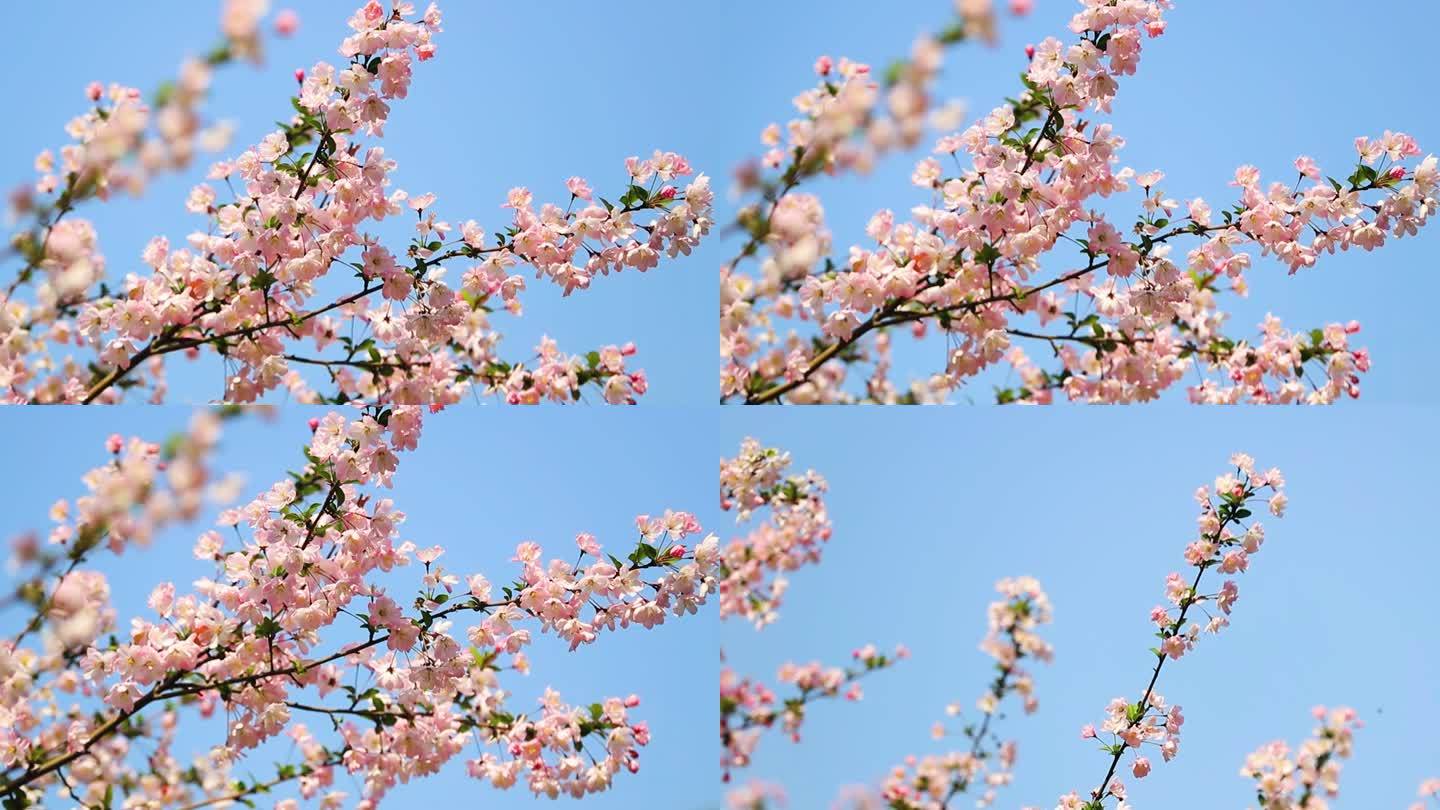 【原创实拍】樱花
