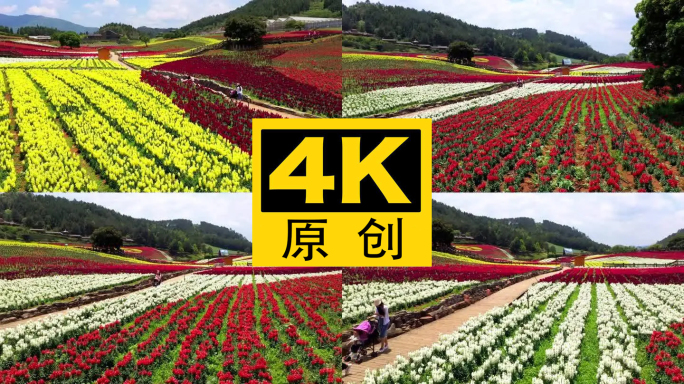 4K 田园花海花卉种植旅游观光19