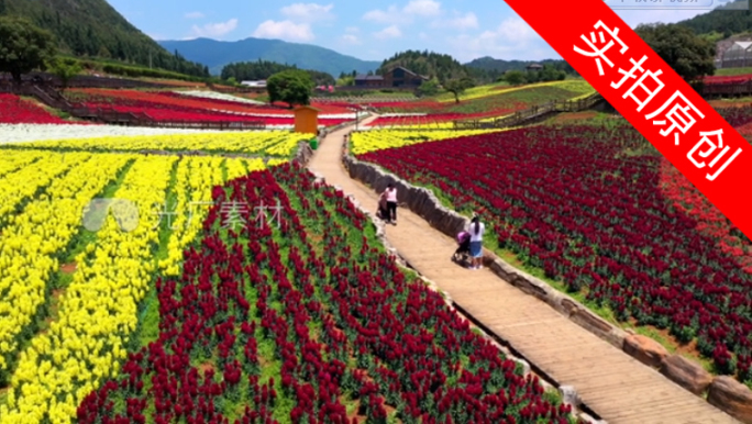 4K 田园花海花卉种植旅游观光19