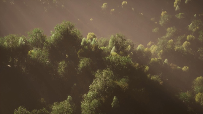 森林树生长三维动画