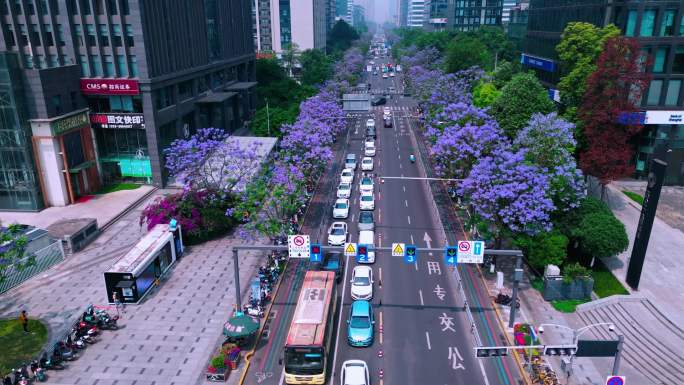 成都天府三街蓝花楹 高新区