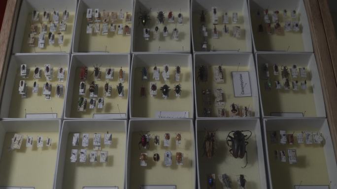 昆虫标本多种C0238