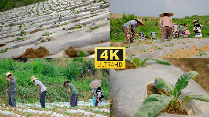 劳动人民务农多景别4k