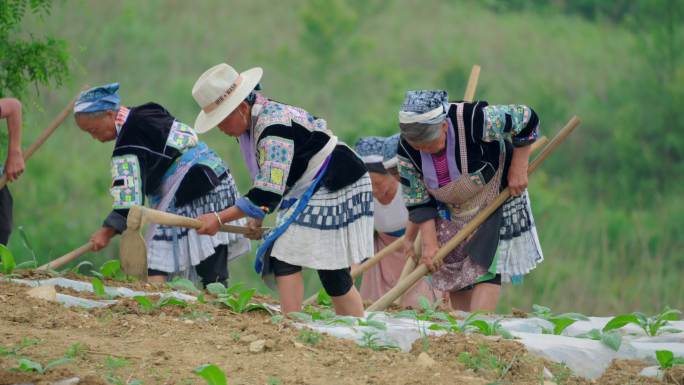 劳动人民务农多景别4k