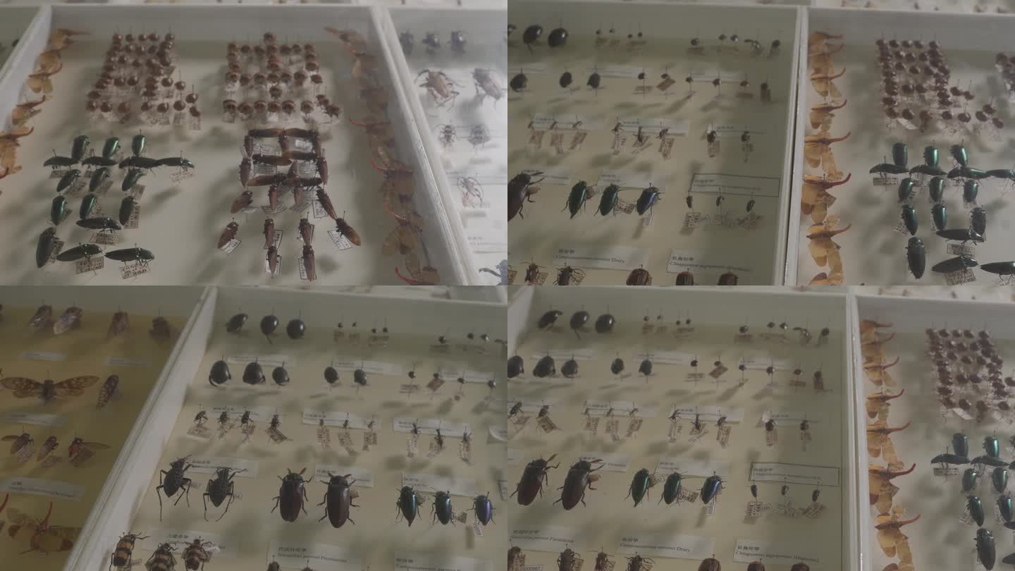 昆虫标本多种类