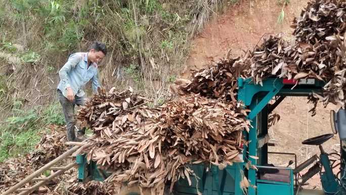 桂叶桂枝玉桂树叶装车运输玉桂油原材料