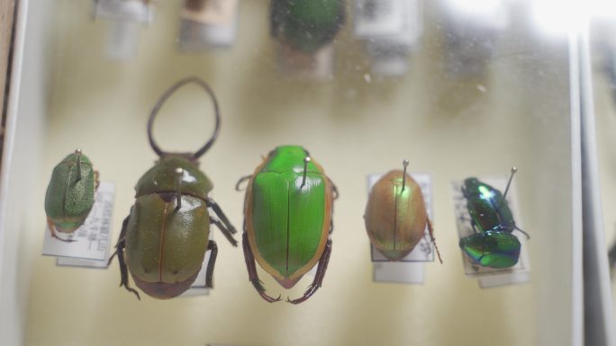 昆虫标本金龟甲虫C0243