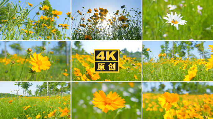 阳光下菊花金鸡菊唯美风景实拍视频