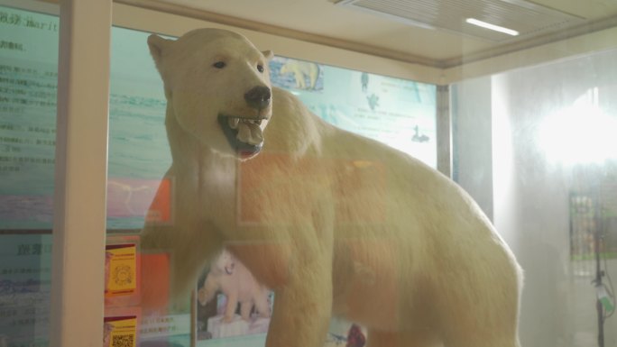 北极熊标本C0018
