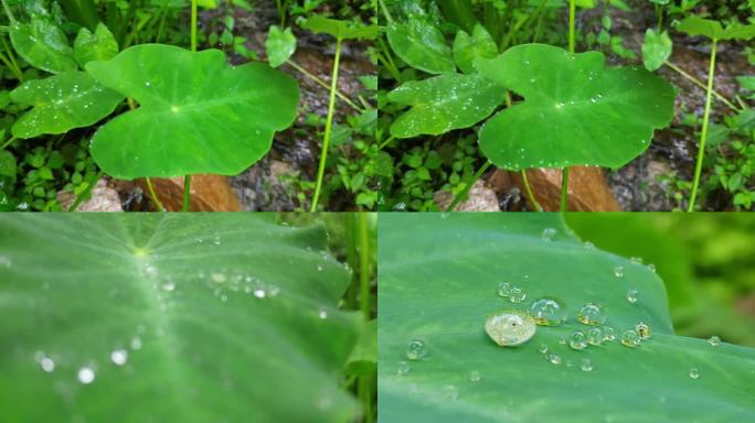 山谷露水雨季春天气息