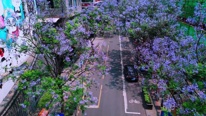 成都蓝花楹小通巷 花卉公园城市