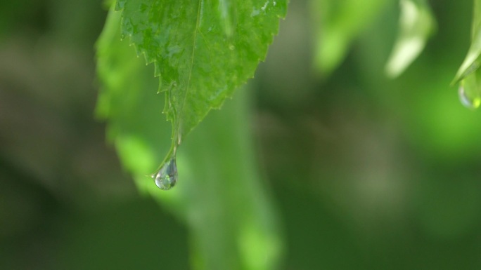 纯洁水滴滴落