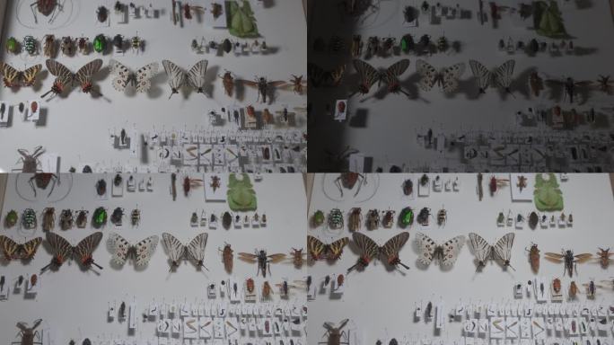 昆虫标本多种C0234