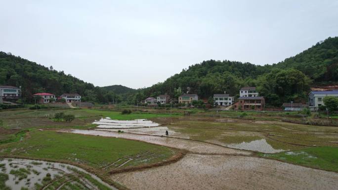 水稻稻田农民抛秧