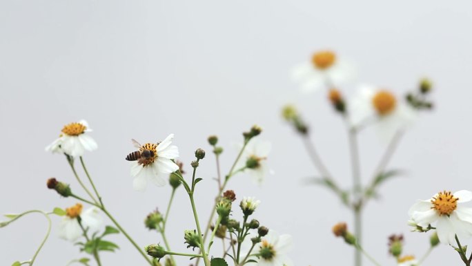 l1湿地蜜蜂采花粉