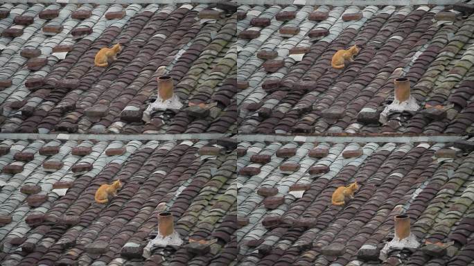 瓦房屋顶上的小猫橘猫