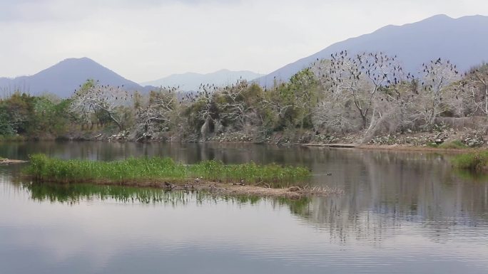 l湿地景色水中倒影